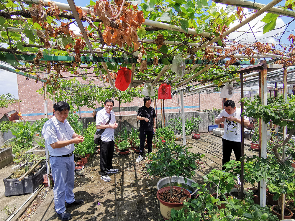 三德大康參觀銘森電子小型農作物生態園